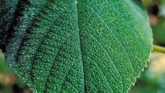 Mặc dù có ngoại hình đẹp nhưng cây lại chứa những chiếc gai sắc nhọn. Những chiếc gai này chứa một dạng dây thần kinh gọi là succinylcholine, khi châm vào da, chúng sẽ nhanh chóng tiết ra chất độc và làm đau dữ dội cho con người.