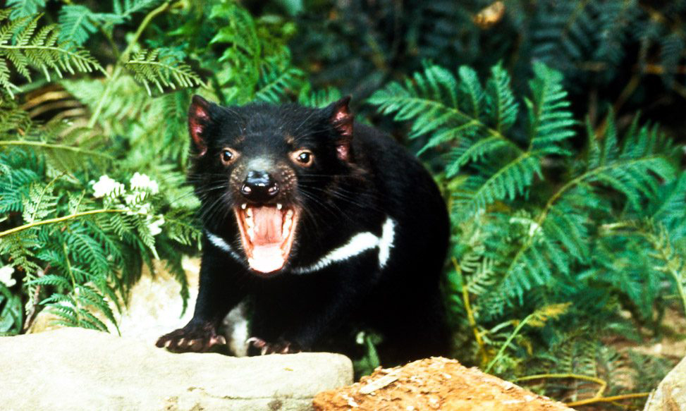 Nguyên nhân khiến số lượng quỷ Tasmania giảm drasstic là do việc săn bắt của người châu Âu khiến chúng bị đẩy đến bờ vực tuyệt chủng.