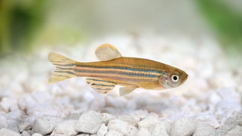 6. Cá ngựa vằn: Cá ngựa vằn có trái tim đặc biệt với 2 cấu trúc mới: xoang tĩnh mạch và ống động mạch, giúp điều chỉnh huyết áp.