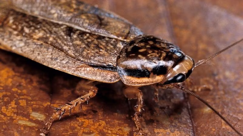 4. Loài gián: Gián có hệ tuần hoàn mở và máu không chứa mạch máu. Trái tim của gián không tự đập mà hoạt động nhờ cơ bắp trong khoang.