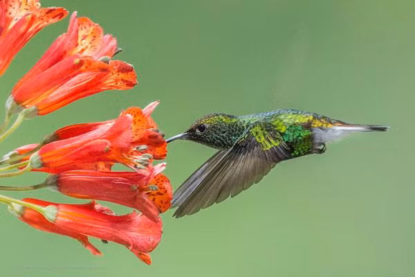 8. Chim ruồi: Chim ruồi có nhịp tim và hô hấp nhanh, giúp chúng duy trì tốc độ bay cao. Chúng có thị giác tốt và trí nhớ xuất sắc trong việc tìm kiếm thức ăn.