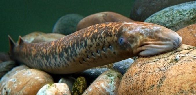 7. Cá mút đá myxini: Cá mút đá có 4 quả tim và cơ thể bọc trong một lớp chất nhờn để bảo vệ. Chúng là một trong những loài cổ đại còn tồn tại và được biết đến với khả năng tái sinh cơ thể.