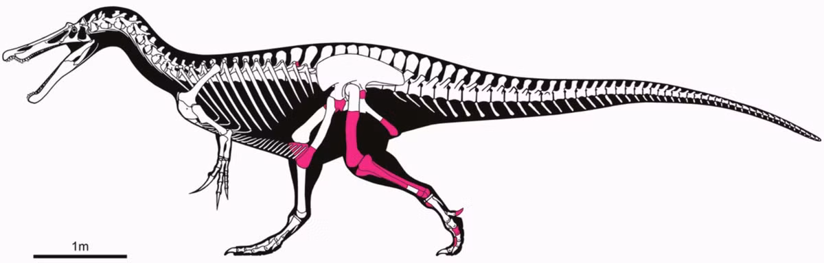 Các gai thần kinh được bảo tồn trong hóa thạch giúp xác định Jiangxititan ganzhouensis là một loài riêng biệt, với nhiều yếu tố khác biệt so với các loài thằn lằn hộ pháp khác từng được khai quật ở châu Á.