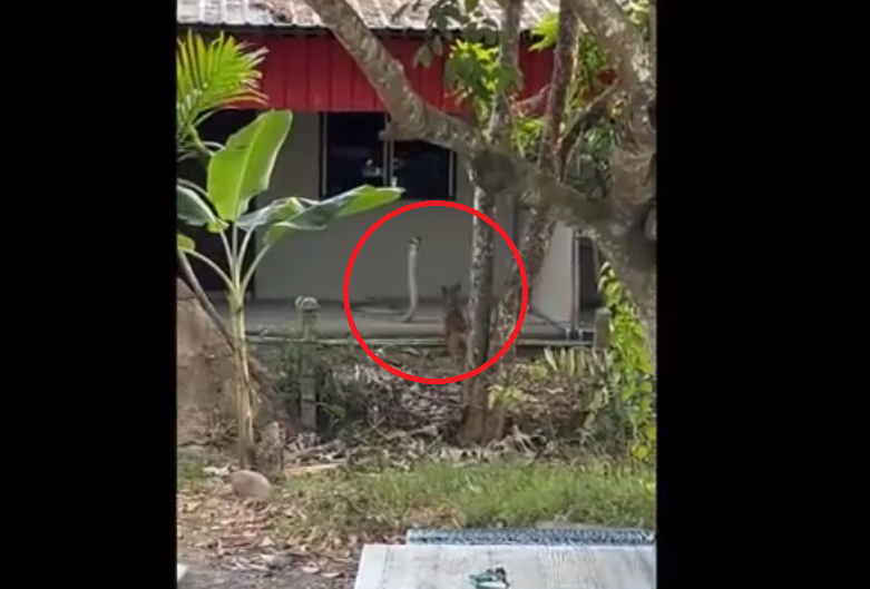 Người dân quan sát sự việc từ xa và quay lại video. Mongkol Chitalai cho biết chú chó đã dũng cảm bảo vệ tài sản và người dân đã liên hệ với lực lượng cứu hộ để xử lý tình hình. Chú chó không bị thương và lực lượng cứu hộ sau đó đã loại bỏ con rắn khổng lồ khỏi nhà dân.