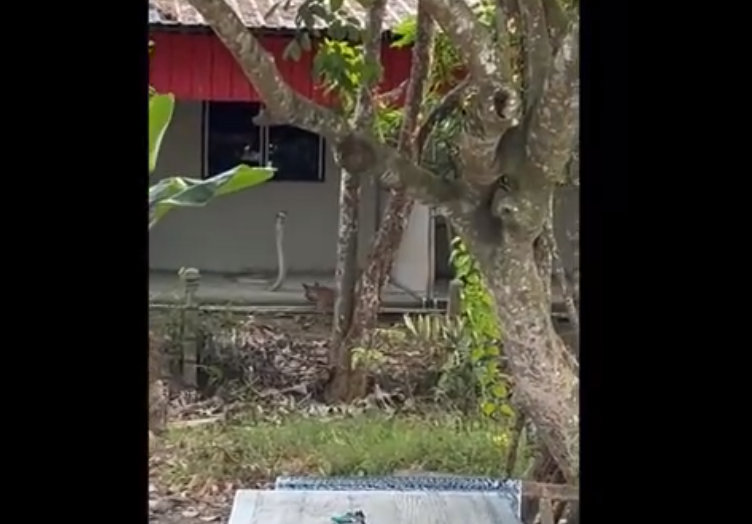 Theo video, chú chó nhà liên tục sủa và cố gắng đe dọa con rắn, trong khi con quái thú sẵn sàng tấn công. Dù chó cố gắng xua đuổi rắn nhưng con vật này vẫn đứng yên và không sợ hãi.