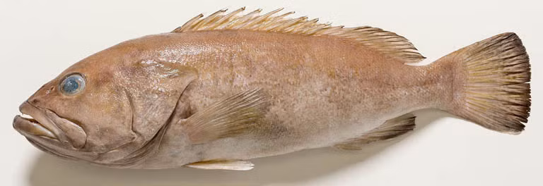 Chúng có kích thước lớn và là loài cá săn mồi, ăn động vật giáp xác, cá, bạch tuộc, rùa biển chưa trưởng thành, và thậm chí cả cá mập và cá nhồng.