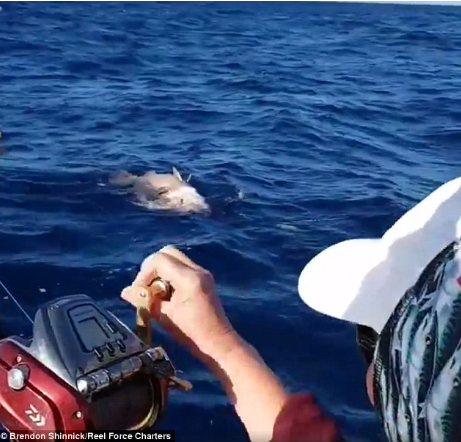 Bà Sue Elcock, 68 tuổi từ Anh, đã có một chuyến đi câu cá đáng nhớ cùng con trai và con dâu ở Perth, Tây Úc. Trên chiếc thuyền thuê, họ câu được một "quái ngư", chính là một con cá mú khổng lồ, nặng 62 kg và dài hơn 1,6 mét, ngoài khơi bờ biển Lancelin.