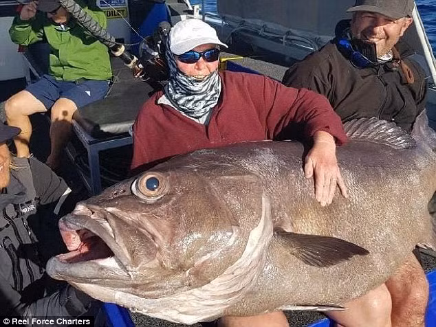 Bà Elcock, dù chỉ là du khách, nhưng đã có kinh nghiệm câu cá cùng con trai mình trước đó. Trong suốt 40 phút, bà và đoàn câu cá đã chiến đấu để kéo con cá khổng lồ này lên thuyền. Điều đặc biệt là kích thước của con cá khiến bà Elcock và mọi người trên thuyền đều ngạc nhiên.