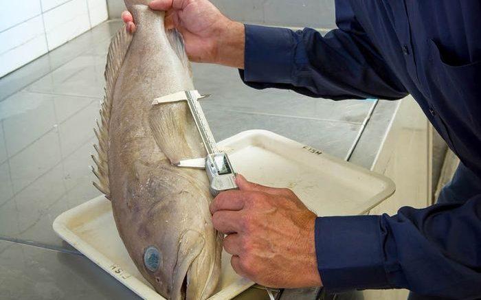 Cá mú thuộc loại cá biển, chúng được xem là loại cá dữ bởi có hàm to, răng sắc nhọn và là động vật ăn thịt.