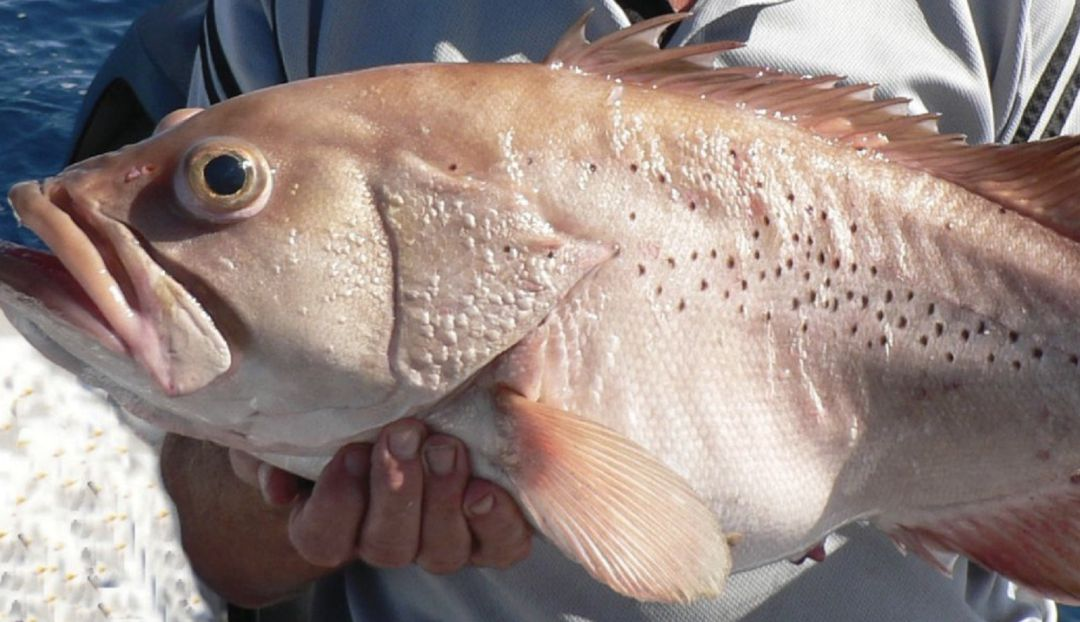 Con cá mú khổng lồ, còn được biết đến với tên cá mú Queensland, thường sống ở vùng nước nông nhiệt đới ở độ sâu từ 15 - 50m.