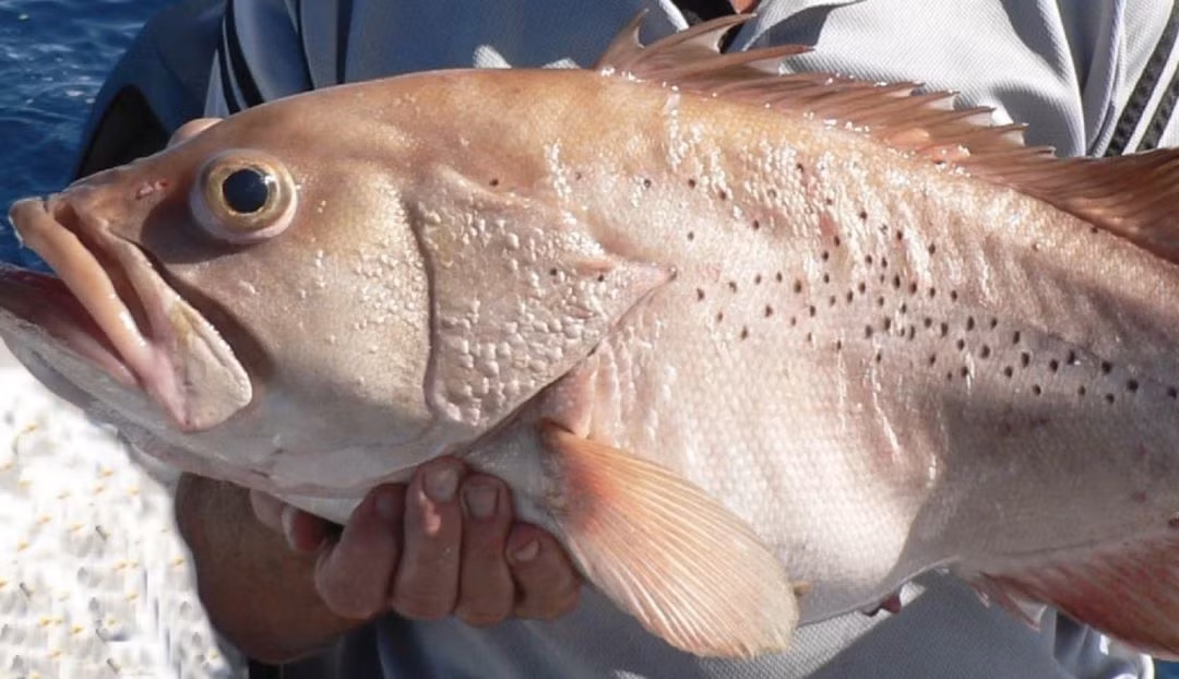 Con cá mú khổng lồ, còn được biết đến với tên cá mú Queensland, thường sống ở vùng nước nông nhiệt đới ở độ sâu từ 15 - 50m.