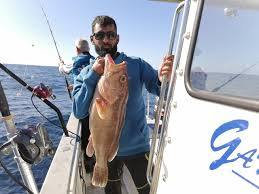 Chúng có kích thước, màu sắc đa dạng và phân loại cũng đa dạng không kém. Cá mú là loài cá được ưa chuộng vì thịt thơm và ngon miệng.