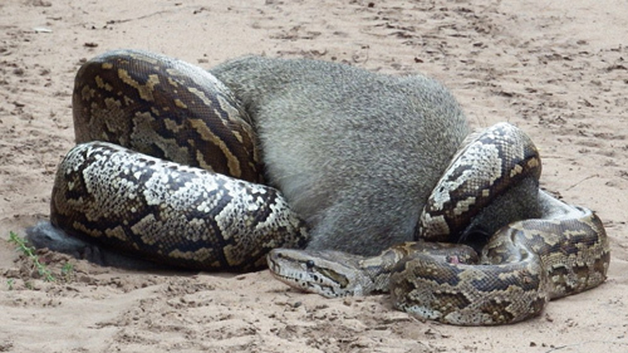 Bản thân trăn lưới không chủ động tấn công người, tuy nhiên nếu chúng bị kích động, sợ hãi hay lầm tưởng tay chân người là thức ăn thì chúng có thể cắn và siết người nuôi. Mặc dù không có nọc độc, vết cắn của những con trăn kích thước lớn cũng rất nghiêm trọng, nhiều khi vết cắn quá lớn đến mức buộc phải khâu lại.