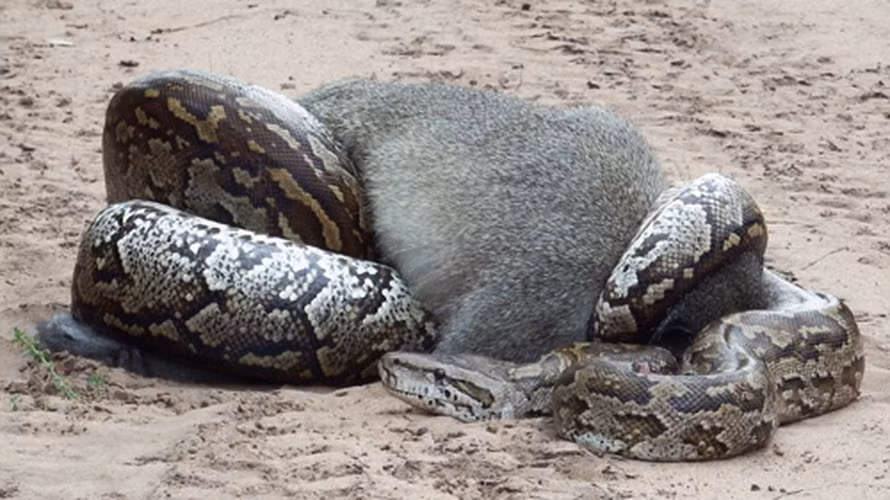 Bản thân trăn lưới không chủ động tấn công người, tuy nhiên nếu chúng bị kích động, sợ hãi hay lầm tưởng tay chân người là thức ăn thì chúng có thể cắn và siết người nuôi. Mặc dù không có nọc độc, vết cắn của những con trăn kích thước lớn cũng rất nghiêm trọng, nhiều khi vết cắn quá lớn đến mức buộc phải khâu lại.