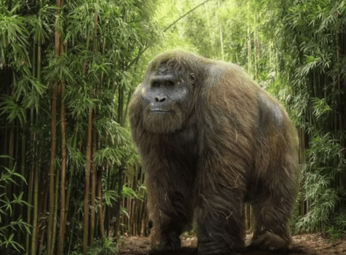 Nhóm các nhà khoa học Trung Quốc, Úc và Mỹ đã thu thập hóa thạch từ 22 hang động và sử dụng nhiều phương pháp đo đạc khác nhau để xác định tuổi của chúng. Kết quả cho thấy thời kỳ tuyệt chủng của Gigantopithecus diễn ra từ 215.000 đến 295.000 năm trước, sớm hơn nhiều so với dự đoán trước đây.