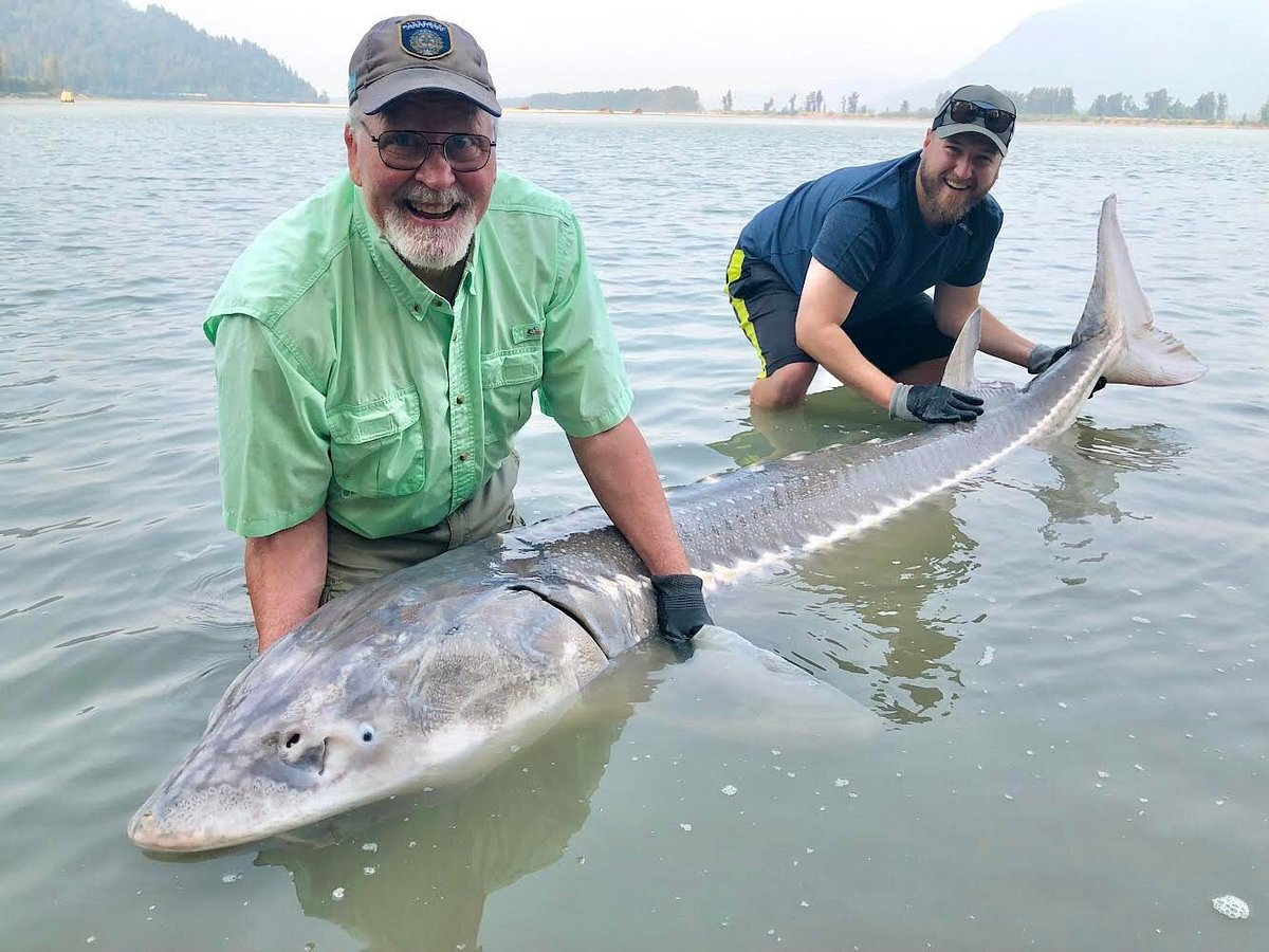 Nhiều loài cá tầm sinh sống phần lớn thời gian ngoài biển, nhưng theo chu kỳ chúng lại ngược dòng quay trở lại các con sông lớn để đẻ trứng.