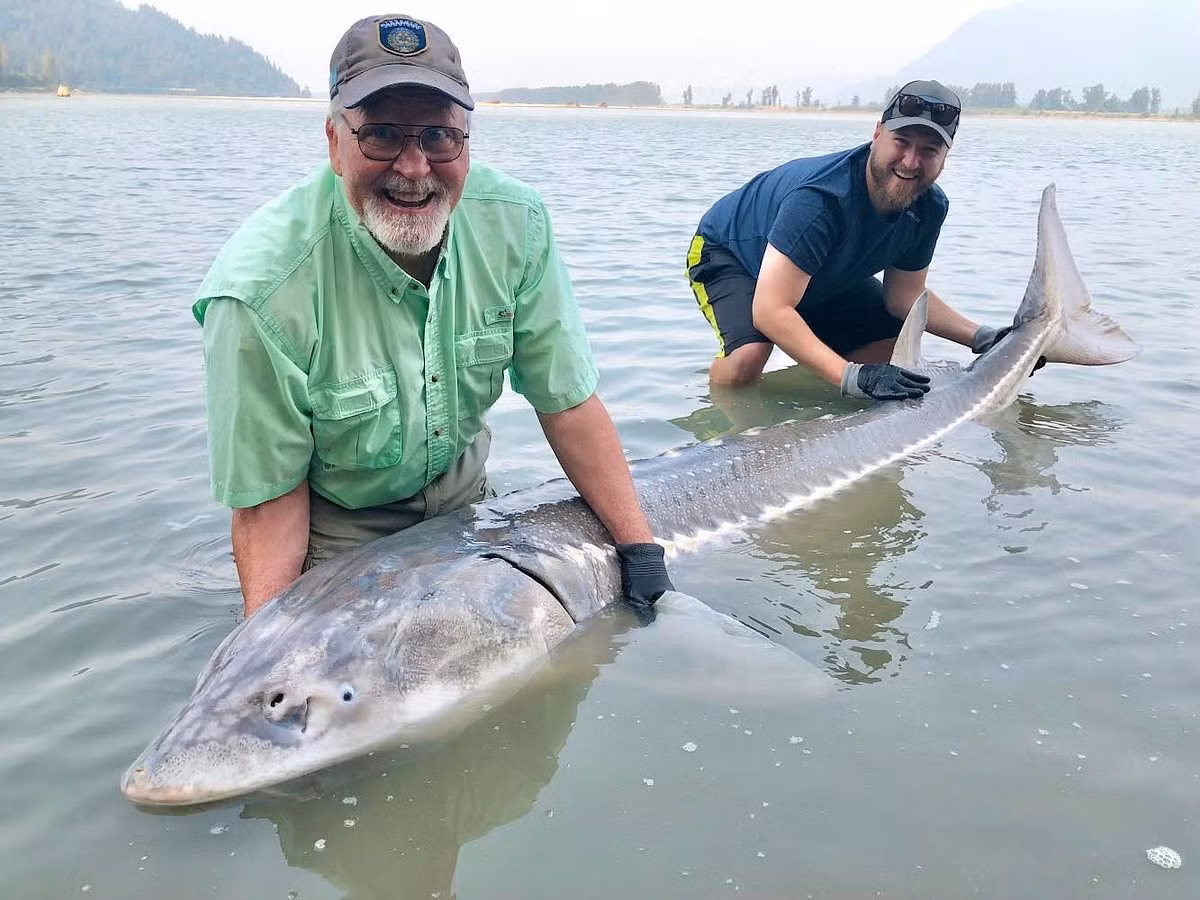 Nhiều loài cá tầm sinh sống phần lớn thời gian ngoài biển, nhưng theo chu kỳ chúng lại ngược dòng quay trở lại các con sông lớn để đẻ trứng.