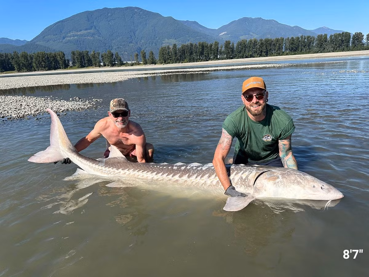 Nhà sinh vật học Erin Stoddard cho biết con cá tầm 100 tuổi vẫn ở thời kỳ sinh sản, và thời gian này là lúc cá tầm sẽ xuất hiện trên sông.