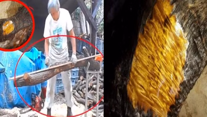 Quyết định của ông đã khiến nhiều người ngạc nhiên, nhưng ông cho biết cây gỗ này là ký ức tuổi thơ quý giá của ông và hy vọng chúng sẽ được chăm sóc tốt hơn khi ông không còn.