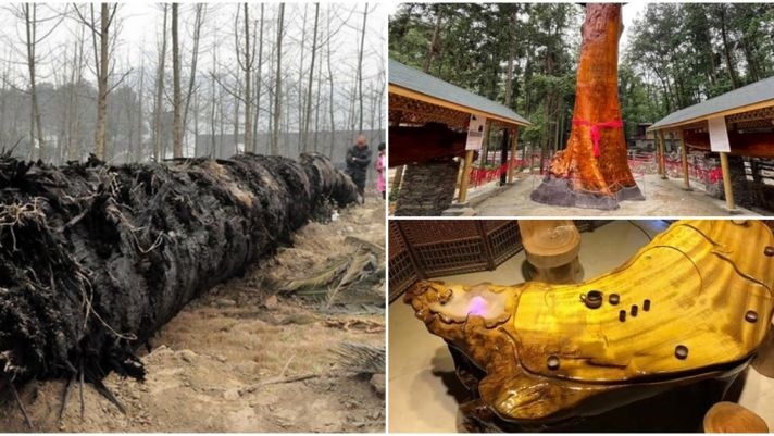 Ông đã quyết định xây dựng một bảo tàng Kim Tơ Nam Mộc trong tương lai để nhiều người có thể chiêm ngưỡng loài cây quý hiếm này.