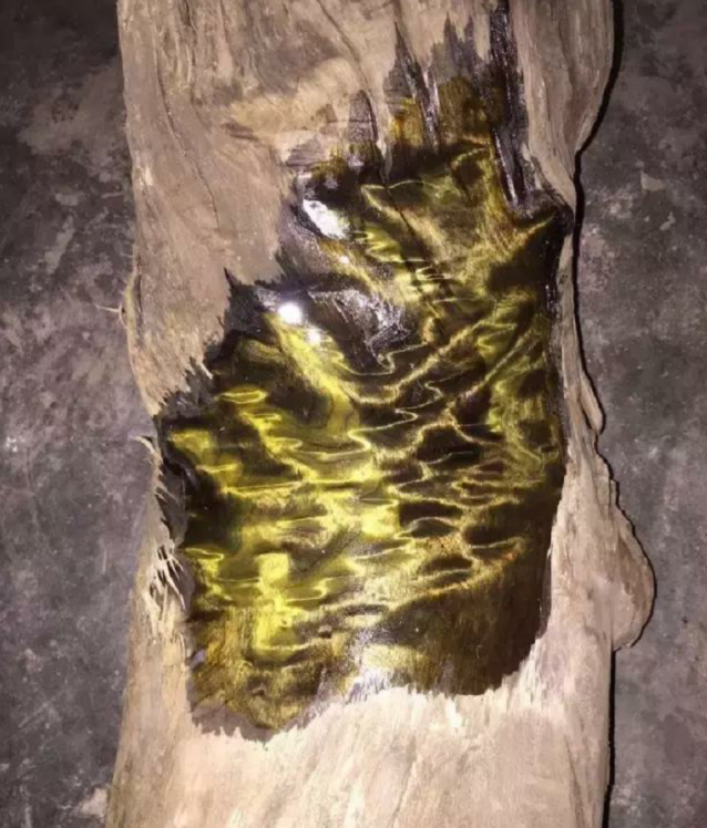 Mặc dù một thương gia đã mua chúng với giá hơn 900 tỷ đồng, nhưng các chuyên gia đã ngăn cản việc giao dịch và khuyến khích ông nông dân giao lại cho chính quyền để nghiên cứu và bảo tồn.