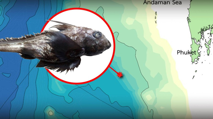 Cách đây không lâu., các nhà khoa học cũng phát hiện một loài "cá mập ma" khổng lồ ở biển Andaman, ngoài khơi Thái Lan. Nó có cái đầu lớn, đôi mắt to và những chiếc vây giống như có lông. Các chuyên gia đặt tên loài cá này là Chimaera supapae. Đây là loài cá sụn thuộc họ cá lâu đời nhất còn sống hiện nay: Chimaeriformes. Nó là họ hàng xa của cá mập và cá đuối.