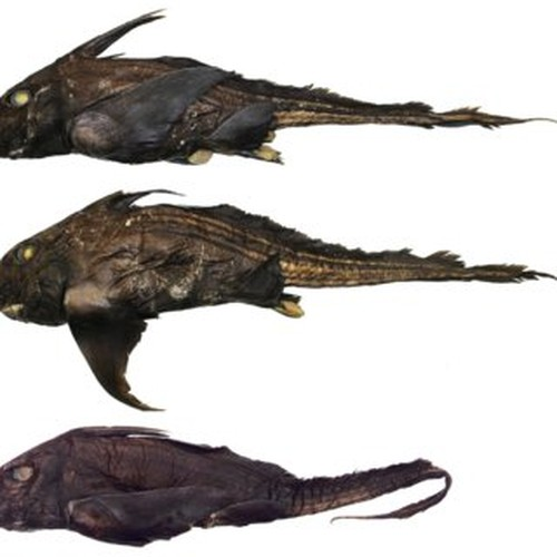 Sống ở độ sâu dưới 500m, những con "cá mập ma" Chimaera ẩn nấp trong vùng nước tối, ăn các động vật sống ở đáy như động vật giáp xác, động vật thân mềm và giun.