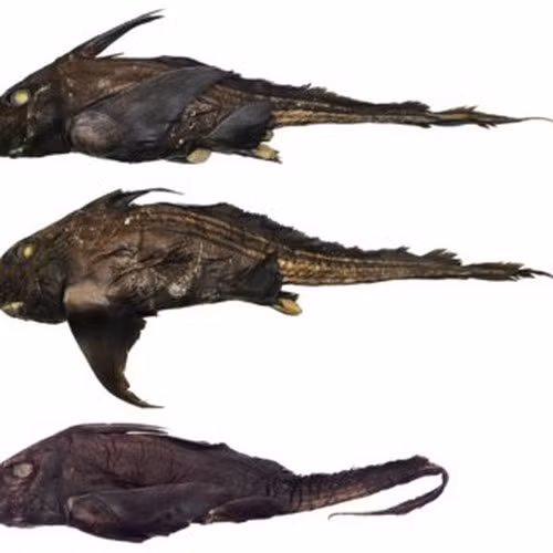 Sống ở độ sâu dưới 500m, những con "cá mập ma" Chimaera ẩn nấp trong vùng nước tối, ăn các động vật sống ở đáy như động vật giáp xác, động vật thân mềm và giun.