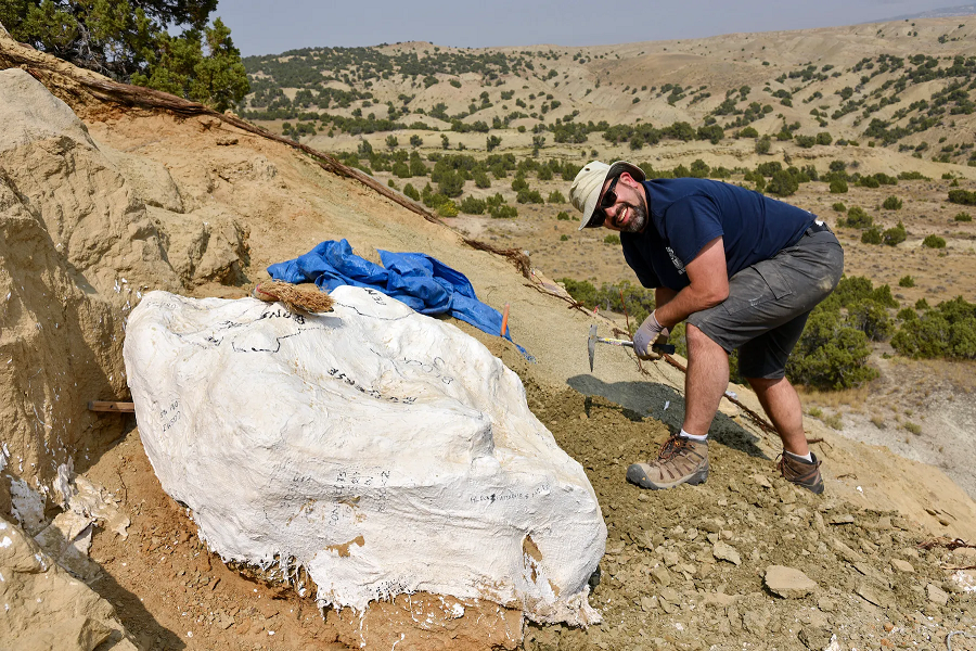 Điều này góp phần giải thích nguồn gốc và sự phát triển của các nhóm cá mập và cá chuột ngày nay. Nghiên cứu về loài cá mập mới này đánh dấu một bước tiến mới trong việc hiểu biết về sự tiến hóa của loài cá mập và các nhóm sinh vật liên quan.