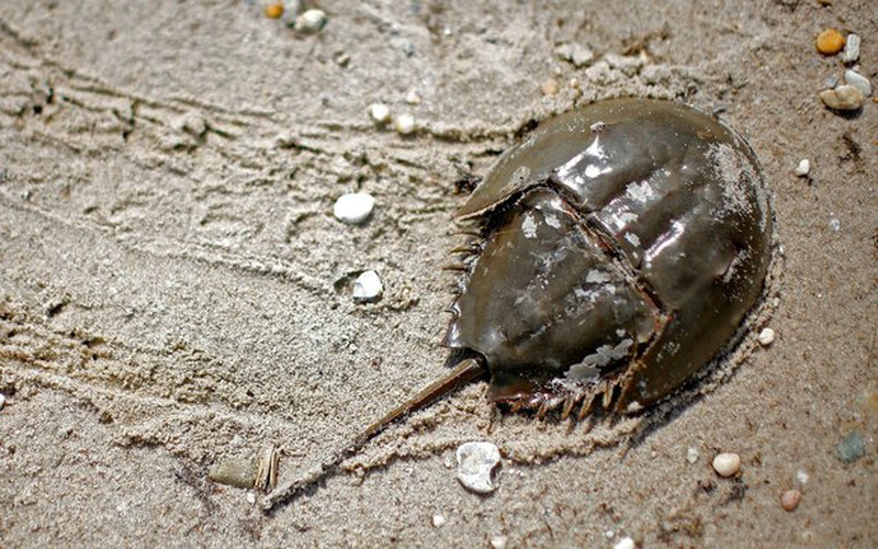 5. Sam (cua móng ngựa): Được biết đến từ cách đây hơn 445 triệu năm, cua móng ngựa sống chủ yếu ở vùng biển nông. Loài này có đến 9 mắt rải rác khắp cơ thể và có khả năng cảm nhận tia cực tím.