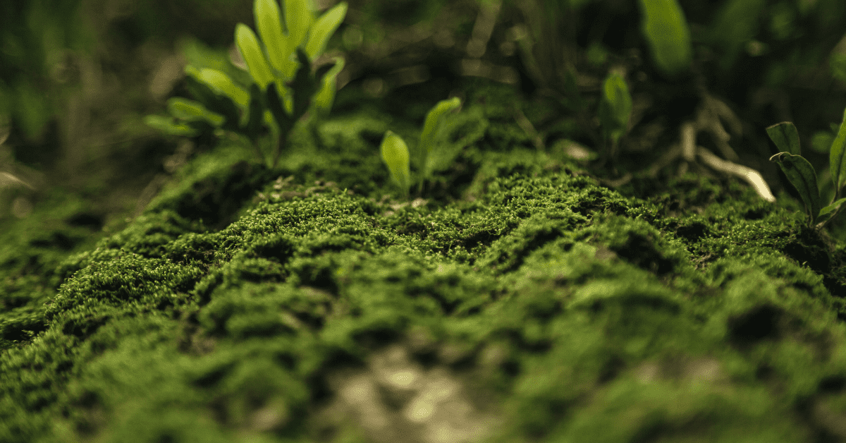 2. Rêu: Xuất hiện từ cách đây 470 triệu năm, rêu là một trong những loài sinh vật đầu tiên và có khả năng khôi phục phần cơ thể bị mất một cách kỳ diệu.