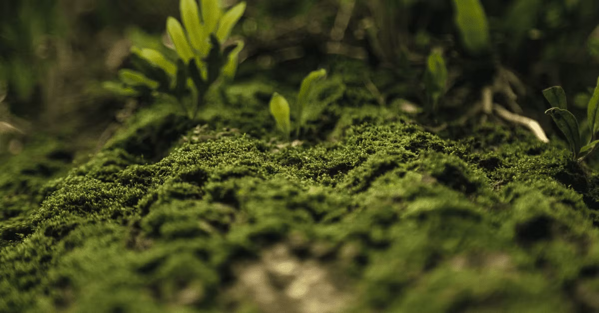 2. Rêu: Xuất hiện từ cách đây 470 triệu năm, rêu là một trong những loài sinh vật đầu tiên và có khả năng khôi phục phần cơ thể bị mất một cách kỳ diệu.