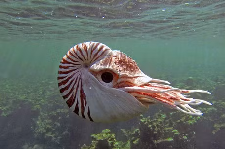 6. Ốc Anh Vũ: Được tìm thấy ở vùng nước nhiệt đới Andamanm, Fiji, Great Barrier Reef, ốc Anh Vũ là thành viên duy nhất của nhóm động vật có vỏ còn tồn tại. Chúng đã có mặt từ cách đây 500 triệu năm trước.