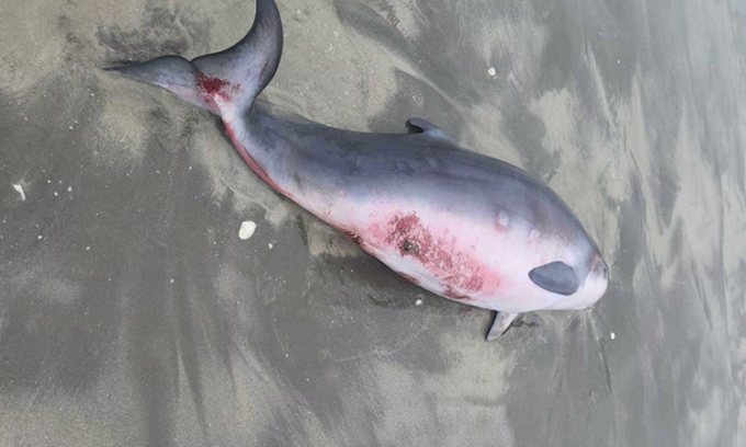 Nhân chứng cho biết con cá mập đã nhấm chặt vào đầu của con cá nhà táng pygmy, khiến nó tử vong ngay lập tức. Điều này làm một con cá nhà táng pygmy non bị mắc kẹt trên bãi biển mà không có mẹ bên cạnh. Để ngăn chặn sự đau đớn cho con cá nhà táng pygmy non, nhà chức trách đã phải tiêm trợ tử cho nó. ( Ảnh: Hawke's Bay Today)