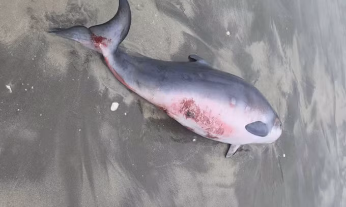 Nhân chứng cho biết con cá mập đã nhấm chặt vào đầu của con cá nhà táng pygmy, khiến nó tử vong ngay lập tức. Điều này làm một con cá nhà táng pygmy non bị mắc kẹt trên bãi biển mà không có mẹ bên cạnh. Để ngăn chặn sự đau đớn cho con cá nhà táng pygmy non, nhà chức trách đã phải tiêm trợ tử cho nó. ( Ảnh: Hawke's Bay Today)