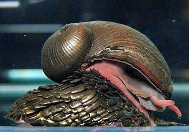 5. Ốc sên chân vảy: Sử dụng nguyên tố sắt để tạo áo giáp và thích nghi với môi trường sống dưới đáy đại dương. Loài động vật này đang đối diện nguy cơ tuyệt chủng do ảnh hưởng của con người và mất môi trường sống.