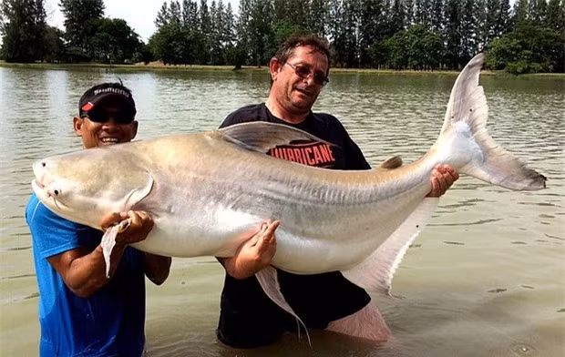 3. Cá vồ cờ (Pangasius sanitwongsei): Cá này cũng được gọi là "đối tượng tình nghi" trong một số vụ mất tích của con người. Với hành vi hung hãn và vây cao như lá cờ, chúng được coi là loài cá đáng sợ trên sông Mê Kông.