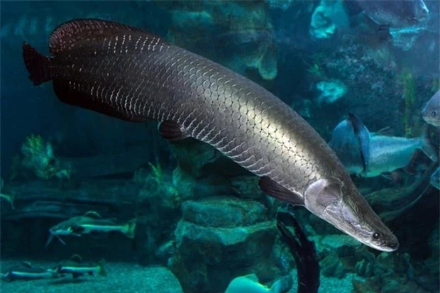 4. Cá Pirarucu (Arapaima): Loài cá nổi tiếng trên dòng Amazon ở châu Mỹ, nặng tới 200 kg và cũng trên bờ vực tuyệt chủng.