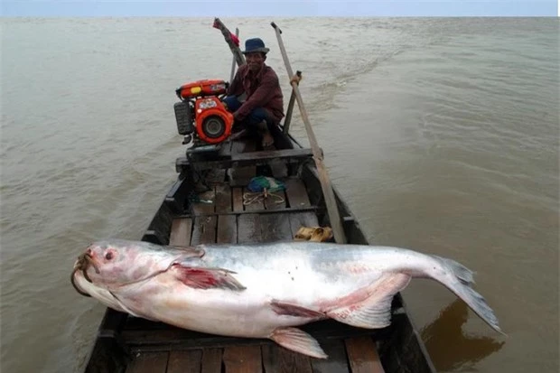 2. Cá tra dầu (Pangasianodon gigas): Cũng có trọng lượng lên đến 300 kg, cá tra dầu từng gây ra một số đồn đoán về các vụ mất tích bí ẩn của con người ở vùng sông nước. Tuy nhiên, các nhà khoa học cho rằng loài cá lớn này không tấn công con người mà chỉ tự vệ.