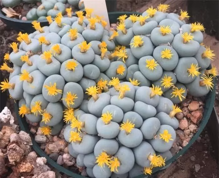 Conophytum pageae thích môi trường khô mát và không ưa ánh nắng trực tiếp.