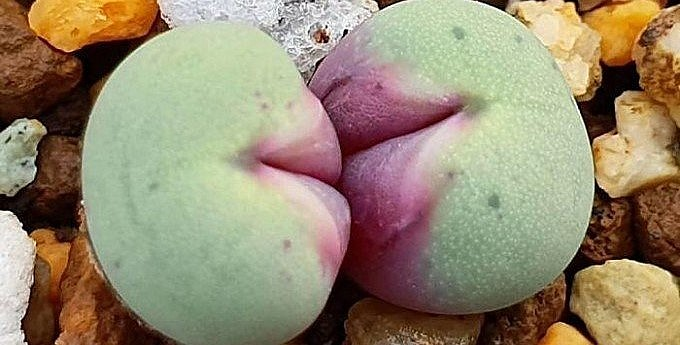 Đất thích hợp cho loại cây này cần làm từ hỗn hợp của cát sông, mùn lá và đất sét đỏ.