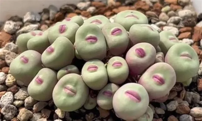Loại cây này được biết đến với tên Conophytum pageae, hay còn gọi là Cone Plant, Dumplings, Button Plants, Lips Plant và Butt Plant.