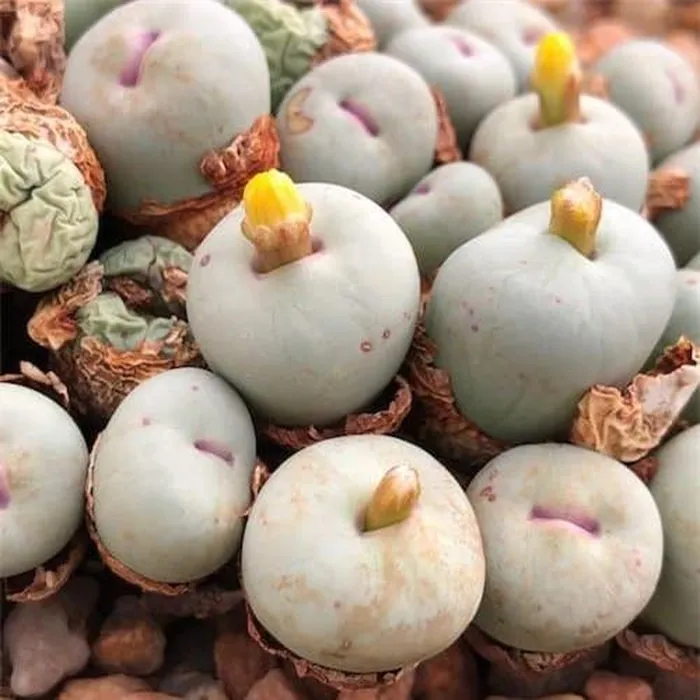 Cánh hoa thường có hình dạng thẳng và có thể uốn cong ngược ra khỏi họng hoa.