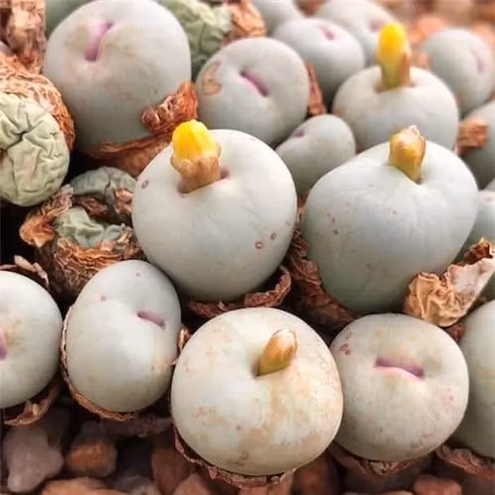 Cánh hoa thường có hình dạng thẳng và có thể uốn cong ngược ra khỏi họng hoa.