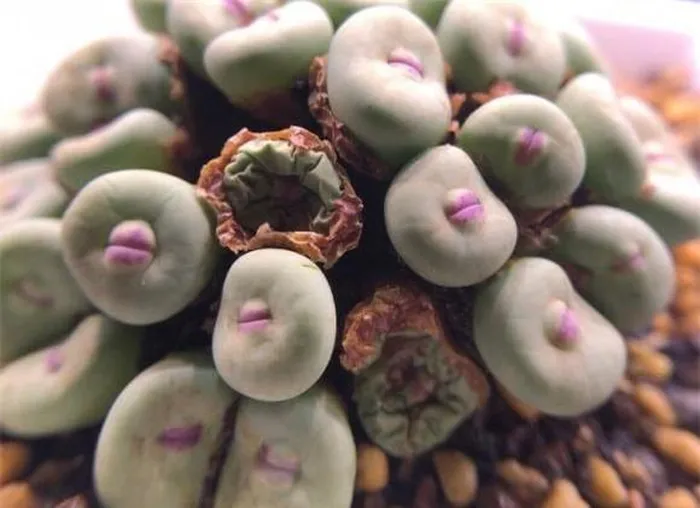 Xuất xứ từ vùng Cape Province của Nam Phi và nam Namibia, cây này thường được gọi là Vygies ở Nam Phi và New Zealand.