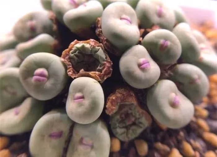 Xuất xứ từ vùng Cape Province của Nam Phi và nam Namibia, cây này thường được gọi là Vygies ở Nam Phi và New Zealand.