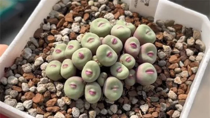 Màu sắc của loại cây kỳ lạ này có thể là xám, xanh lục hoặc xanh lam, và hoa có thể mọc đơn hoặc thành từng nhóm 2-3 bông.