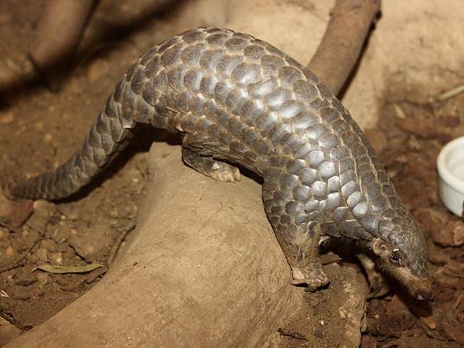 5. Tê Tê Vàng (Chinese Pangolin): Loài tê tê này sống chủ yếu ở Trung Quốc và Châu Á. Tê Tê Vàng bị săn bắt vì thịt và buôn lậu, là loài động vật có vú duy nhất có vảy.