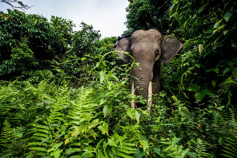 4. Voi Sumatra (Sumatran Elephant): Loài động vật quý hiếm này có nguy cơ tuyệt chủng vì săn bắt trộm ngà và mất môi trường sống. Số lượng giảm đáng kể trong thập kỷ qua, đặt loài này trên bờ vực tuyệt chủng.