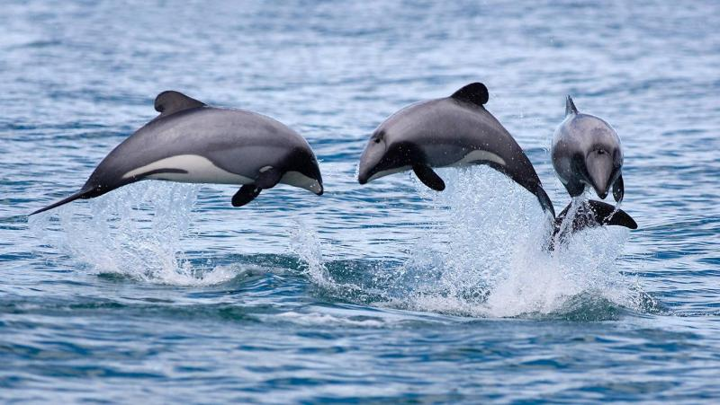 7. Cá Heo Maui (Maui Dolphin): Đây là loài cá heo nhỏ nhất và hiếm nhất thế giới. Số lượng giảm nghiêm trọng do hoạt động đánh bắt cá của con người.